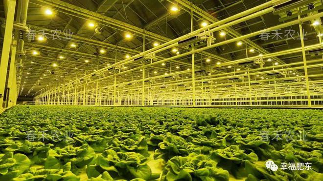 投資28億元!春禾智慧農業產業園、光伏發電項目落戶肥東!