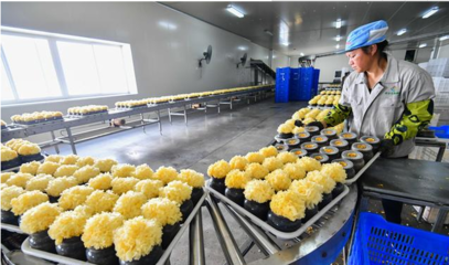 福建:尤溪祥云銀耳產銷兩旺后勁足