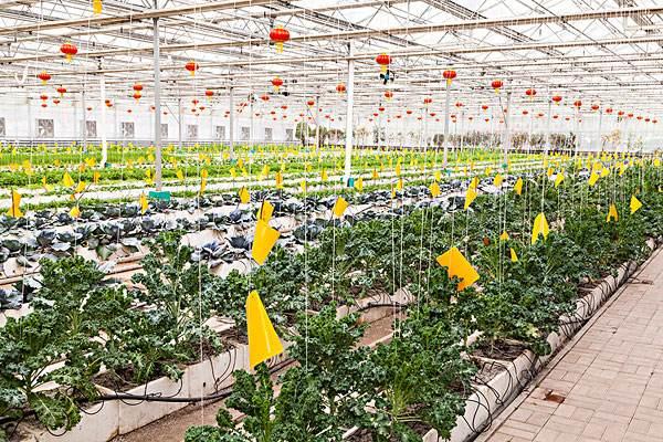 智慧農(nóng)業(yè)物聯(lián)網(wǎng)智能大棚環(huán)境監(jiān)測(cè)系統(tǒng)的應(yīng)用前景