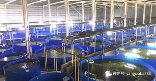 高大上 浙江的工廠化養殖,魚蝦增產之利器