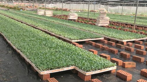 勞模引航 勞動筑夢 食品學院開展 我和全國勞模同勞動 勞動教育實踐活動