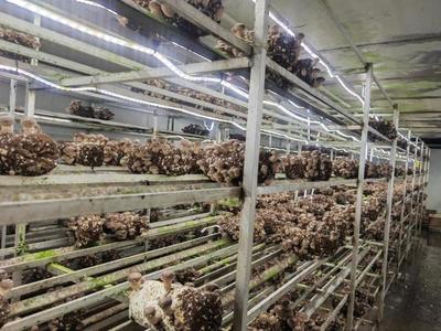 建設12個現代設施農業片區,上海新一輪都市農業構想逐漸清晰