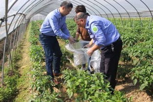 網(wǎng)絡(luò)中國節(jié) 端午 市農(nóng)業(yè)農(nóng)村局開展農(nóng)產(chǎn)品質(zhì)量監(jiān)督抽檢,確保端午節(jié)消費安全