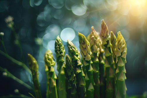 農(nóng)產(chǎn)品成熟營養(yǎng)蔬菜蘆筍圖片攝影圖 廣告素材 下載至來源處