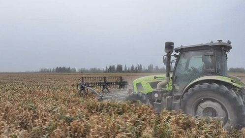 谷子在麥蓋提鹽堿地 逆襲 復播試驗首獲成功 開啟農(nóng)業(yè)新篇章