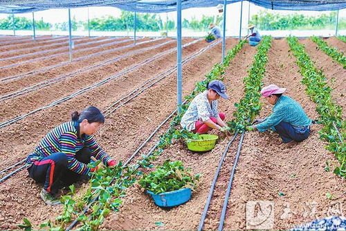 阿莓莓農(nóng)業(yè) 發(fā)展有機草莓種植 蹚出助農(nóng)增收新路