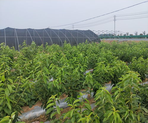 蘭丁2號小苗批發基地 蘭丁2號小苗 山東山清水秀生態農業