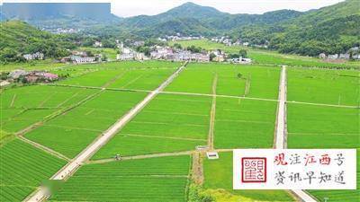 萍鄉千畝高標準水稻制種基地 助推現代農業發展新篇章