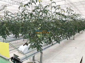 設(shè)施農(nóng)業(yè)開(kāi)發(fā) 智慧農(nóng)業(yè)公司傾力推薦