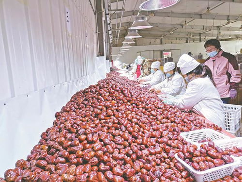 兵團(tuán)日?qǐng)?bào) 農(nóng)業(yè)現(xiàn)代化進(jìn)程中的兵團(tuán)力量