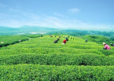 湘豐茶業