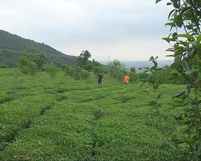 走進揭東玉湖，品味自然人文與特色農(nóng)產(chǎn)