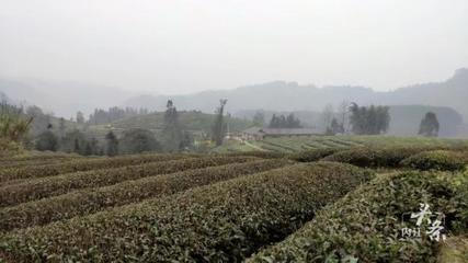 內(nèi)江威遠萬畝茶園吐新芽 茶農(nóng)采茶迎豐收，農(nóng)副產(chǎn)品銷售新篇章