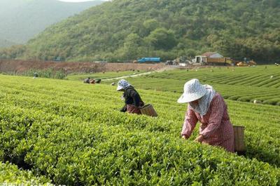 草根“茶人”羅平琴 茶山種出致富夢，年入40萬的創業心路