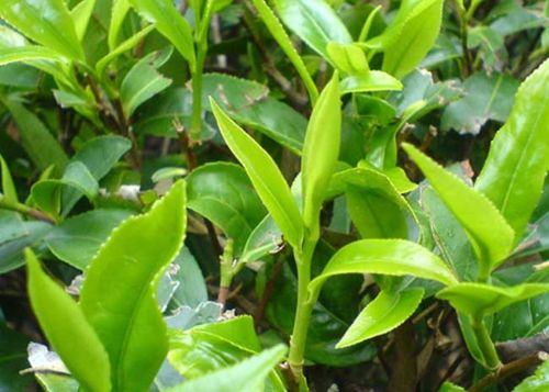 茶葉種植條件有哪些